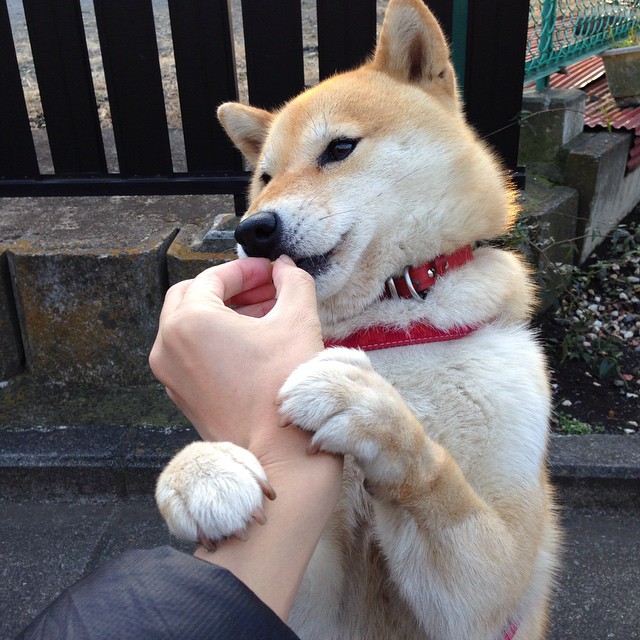 阿尔阿赫利中场核心伤愈复出,助力球队冲击冠军,阿尔阿赫利亚冠