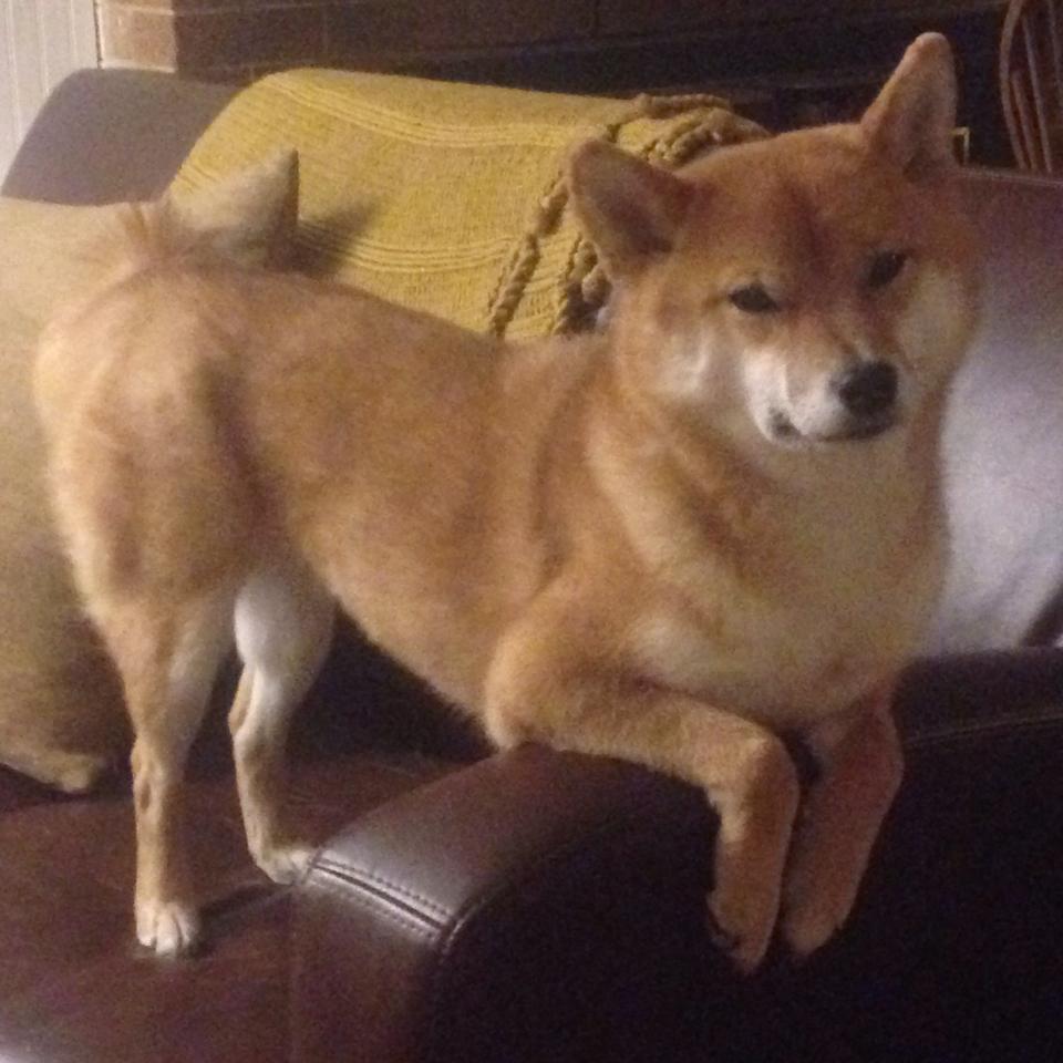 中国篮球职业联赛市场营销策略及效果分析,篮球市场分析报告