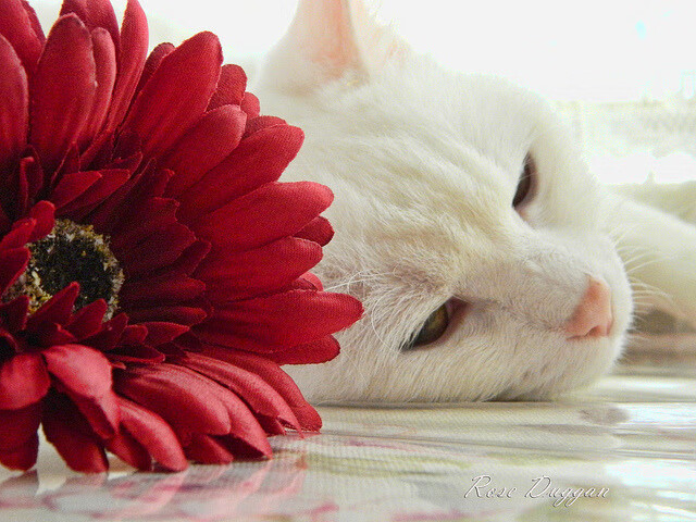 体育场馆智能化照明节能改造项目,体育场馆智能化照明节能改造项目计划书