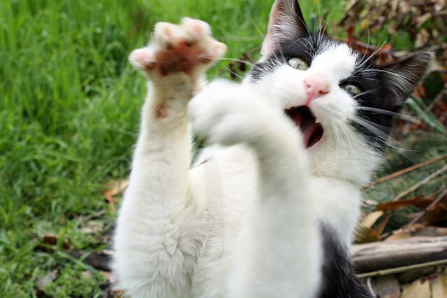 篮球比赛策略智能辅助系统开发,篮球比赛管理系统