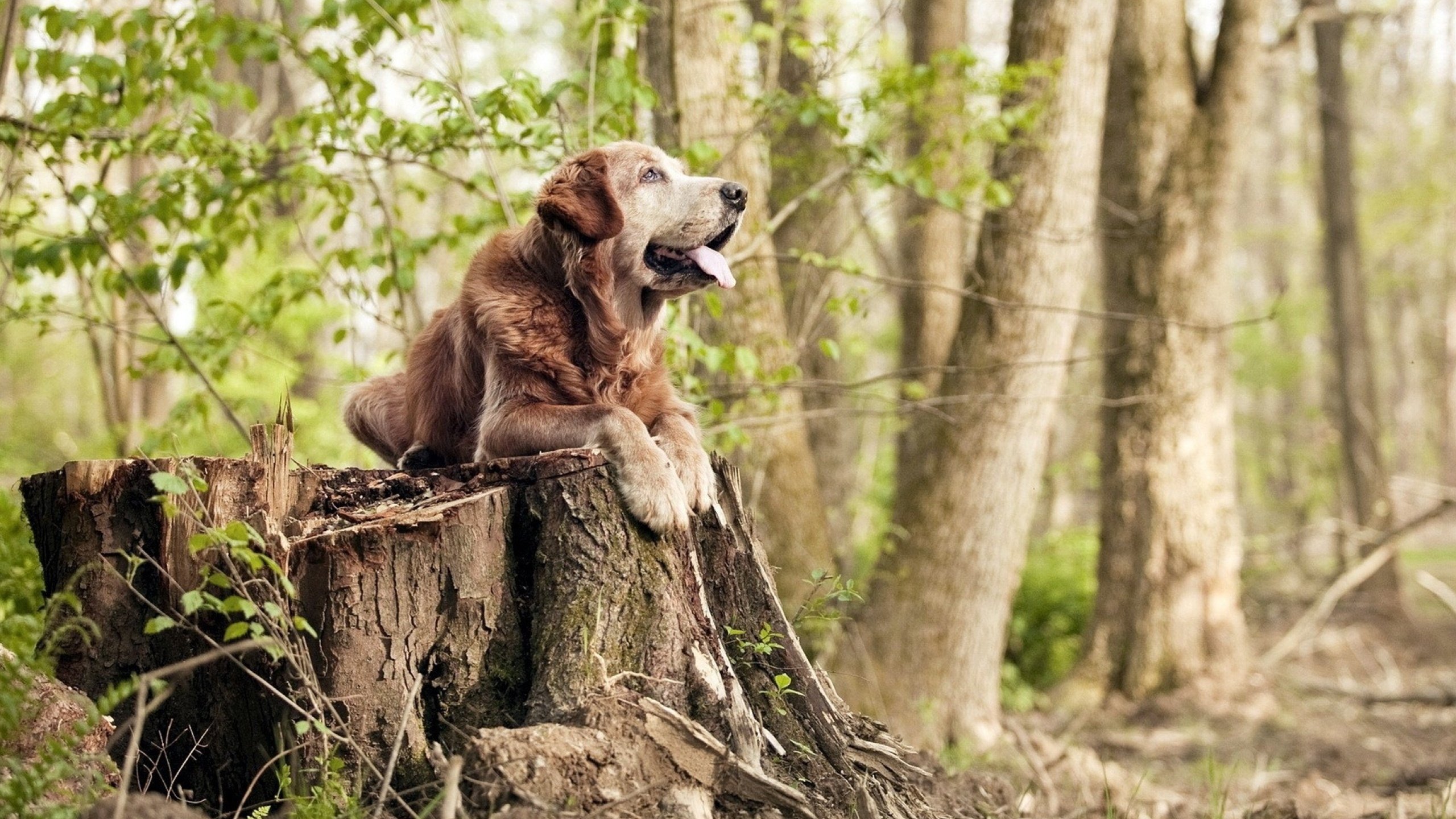 高校学生运动参与行为与心理健康关系研究,运动对大学生心理健康的影响