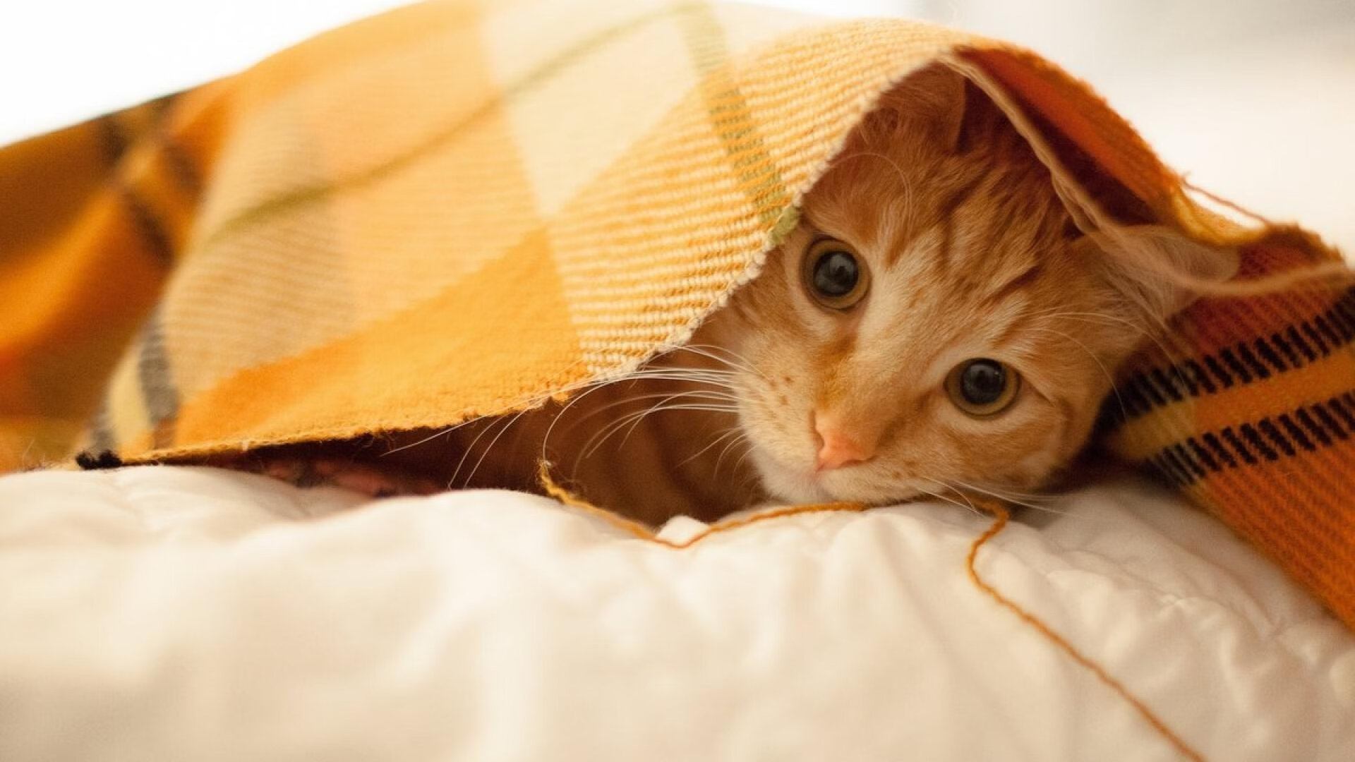 巴萨新星持续发力成为战术核心,巴萨新星持续发力成为战术核心的原因