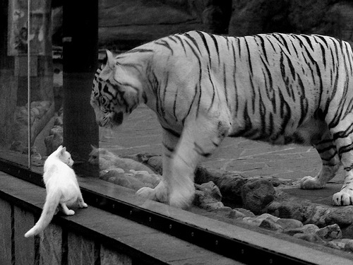 球员如何根据节奏选择是否出手三分,篮球节奏型球员