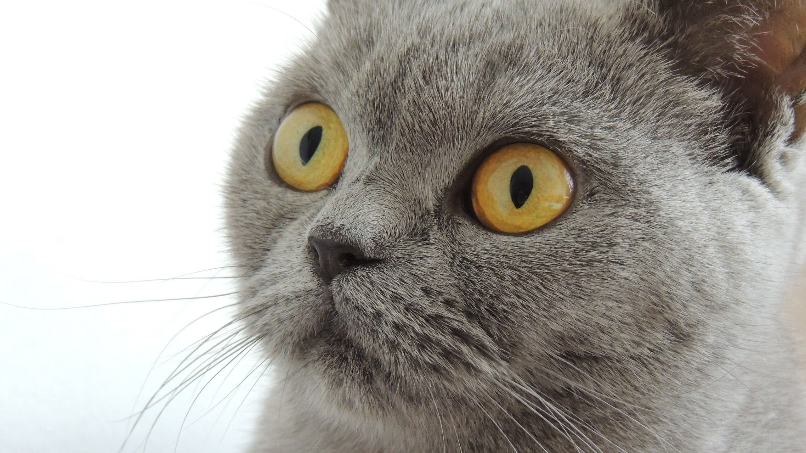 罗马尼亚队在国际乒联混合团体世界杯中的突破与挑战，罗马尼亚乒乓球队