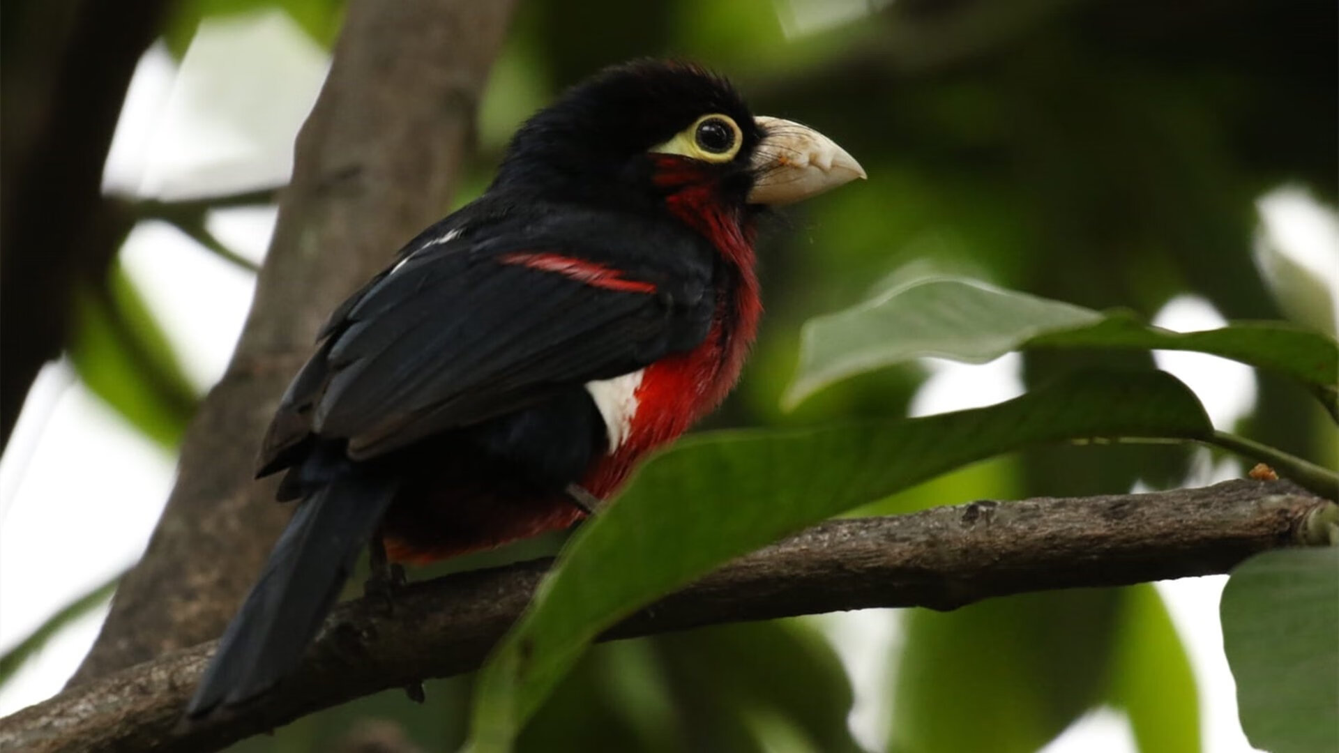 里昂持续调整锋线组合保持进攻多样性,里昂前锋