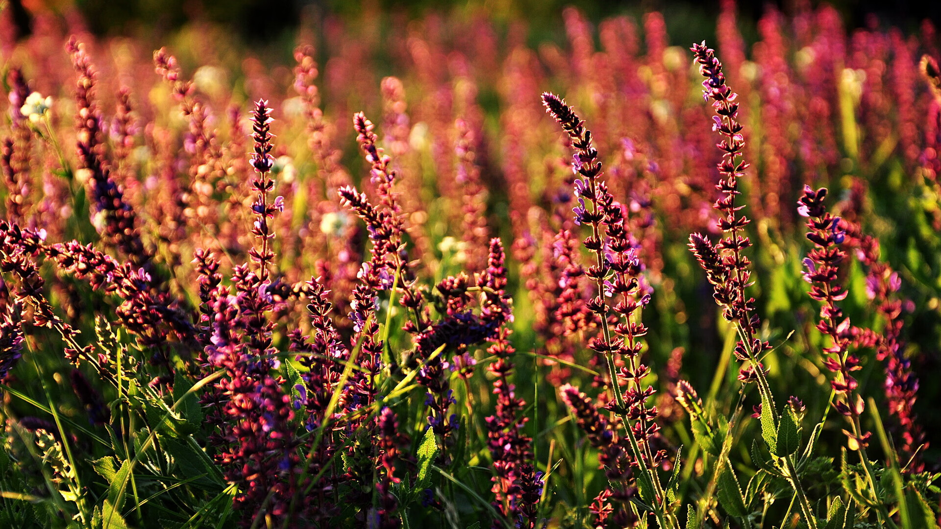 爱游戏体育官方网站-新兴足球联赛崛起，挑战传统强队格局，新兴足球俱乐部