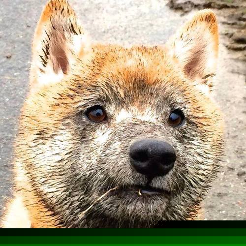 AYX SPORTS-羽毛球国家队战术演练视频对外开放，羽毛球国家队训练方法