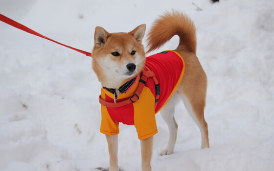 跳水发挥稳健奥地利步入四强,跳水澳大利亚